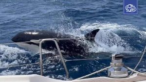 Killer Whales Sink a Yacht in the Strait of Gibraltar