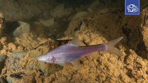 اكتشاف نوع جديد من الأسماك الكهفية العمياء في أنهار جوفية بالصين