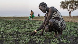 Sudan… The repercussions of the armed conflict threaten agriculture and increase the risk of famine