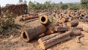 اقتصاد الأخشاب يغذي الصراع في مالي