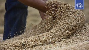 Egypt prepares to buy a large quantity of wheat