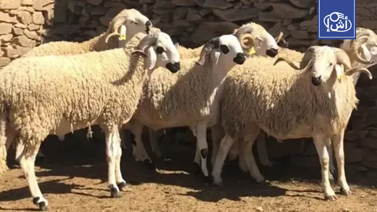 جدل في المغرب حول إلغاء عيد الأضحى