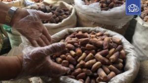 التمور المصرية تتصدر العالم.. قصة نجاح زراعي تصل بقيمة الصادرات إلى 105 ملايين دولار