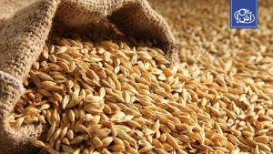 الجزائر تشتري كميات من القمح وعلف الشعير عبر مناقصات دولية