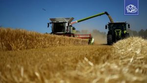 بينها مصر.. أكبر الدول المصدرة للشعير في العالم