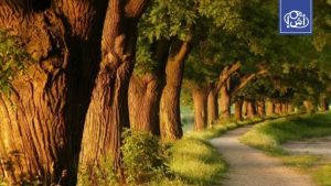 تونس تطلق مشروع “الحزام الأخضر” في 2026 لمواجهة التصحر