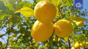 المغرب يسجل قفزة في صادرات الليمون إلى بريطانيا