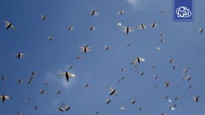 تحذير من انتشار أسراب الجراد الصحراوي في جنوب المغرب