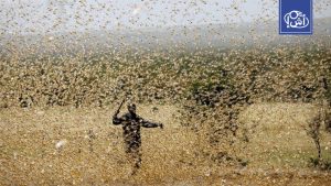 تحذير من “الفاو”: أسراب جراد صحراوي قد تتحرك من الساحل الإفريقي نحو جنوب غرب ليبيا