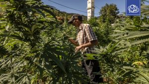 المغرب يعيد ضبط منظومة تسويق وتصدير القنب الهندي