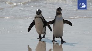 الانهيار الحاد لمخزون السردين يهدد البطريق الإفريقي بالانقراض