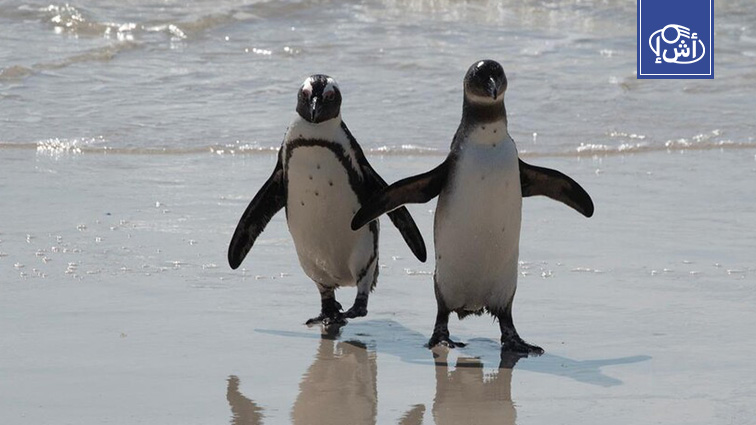 الانهيار الحاد لمخزون السردين يهدد البطريق الإفريقي بالانقراض