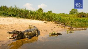 مصر.. تماسيح في مصرف بقرية بالشرقية تثير ذعر الأهالي