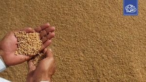 المغرب يوقف إعانة استيراد القمح