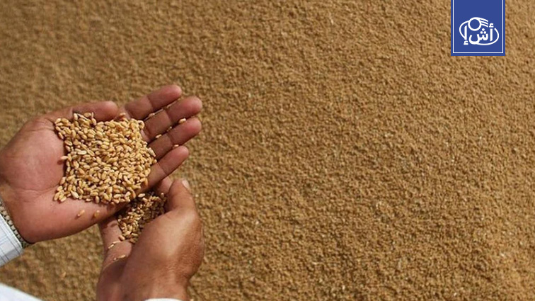 المغرب يوقف إعانة استيراد القمح