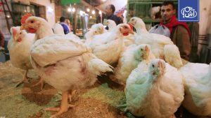 انخفاض غير مسبوق بأسعار الدواجن والبيض في مصر