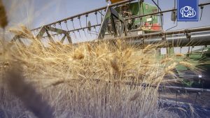 صادرات الغلال التونسية ترتفع 42% خلال 2025