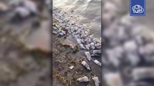 نفوق جماعي للفئران يثير الرعب في نهر عطبرة شرق السودان