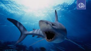 فيديو لصيد قرش حوتي مهدد بالانقراض في البحر الأحمر يثير غضباً عارماً