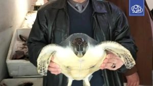 إنقاذ سلحفاة بحرية خضراء مهددة بالانقراض من أحد محال المأكولات البحرية في مصر