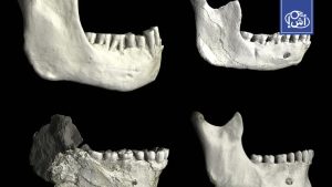 اكتشاف حفريات في المغرب عمرها 773 ألف سنة قد تمثل شكلاً متطوراً من “الإنسان المنتصب”