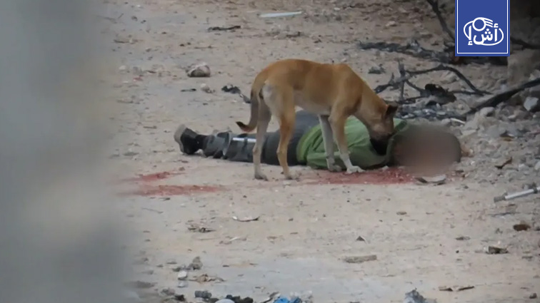غضب شعبي في ليبيا بعد مقتل طفلة بهجوم كلاب ضالة