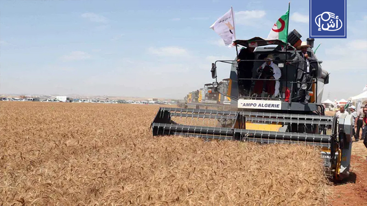 الجزائر تطلق مناقصة دولية لشراء 50 ألف طن من القمح