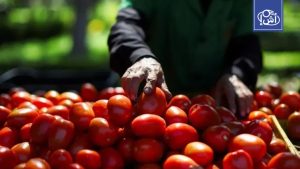 الطماطم المغربية تحقق مردودية تفوق المتوسط العالمي وتنافس أوروبا
