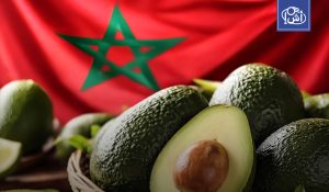المغرب أكبر مصدّر أفوكادو في إفريقيا بعد موسم إنتاج ممتاز