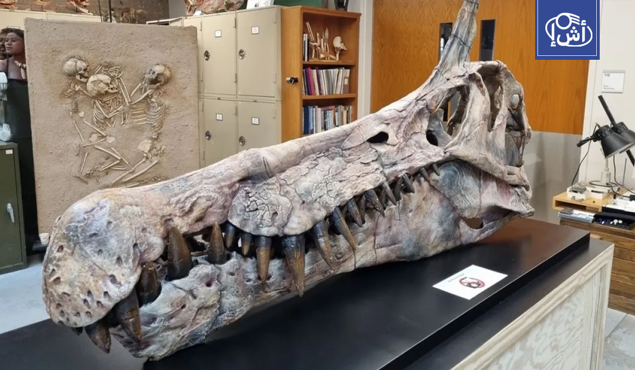 علماء يعلنون تحديد نوع جديد من الديناصورات المفترسة في النيجر