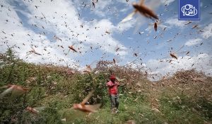 الجراد الصحراوي يثير الذعر بالمغرب مع تزايد تجمعاته في الجنوب