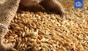 الجزائر تشتري كميات من علف الشعير عبر مناقصة دولية