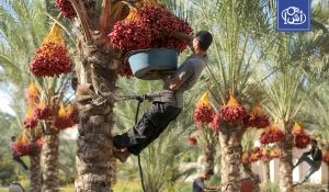 5 دول عربية تهيمن على إنتاج التمور عالمياً