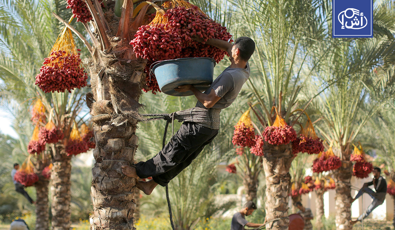 5 دول عربية تهيمن على إنتاج التمور عالمياً