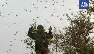 أسراب الجراد تزحف جنوب المغرب وتهدد المحاصيل والأمن الغذائي