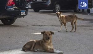مصر.. حادثة رأس سدر تعيد أزمة الكلاب الضالة إلى الواجهة