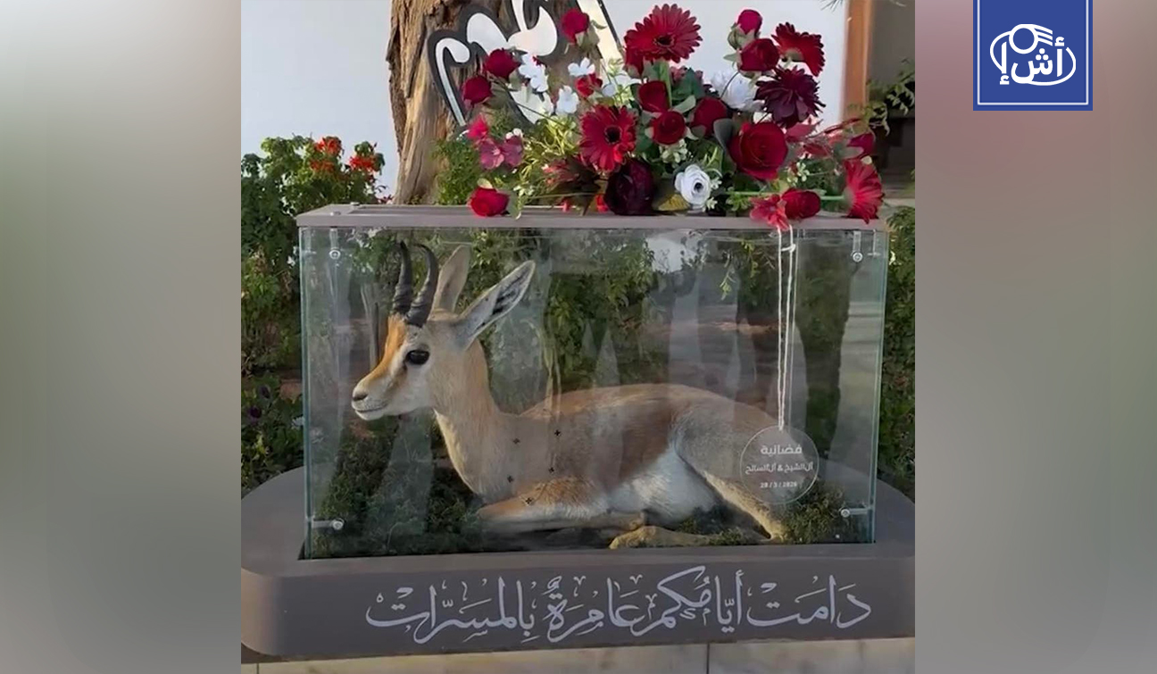 غضب في ليبيا بعد تقديم غزال مهدد بالانقراض كهدية في حفل زفاف