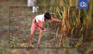 وزارة العمل المصرية تمنع تشغيل الأطفال دون 15 عاماً