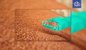 الفاو تحذر: اعتماد مصر على واردات القمح يزيد هشاشتها مع تفاقم أزمة الأسمدة