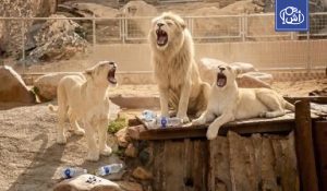 اعتداءات صادمة على حيوانات حديقة بوسليم في طرابلس