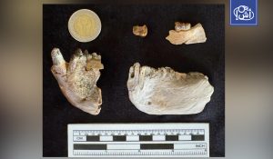 علماء مصريون يكشفون أصلاً جديداً لتطور القردة العليا