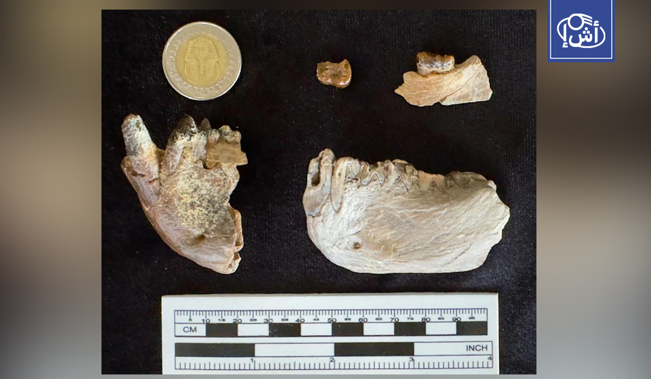 علماء مصريون يكشفون أصلاً جديداً لتطور القردة العليا