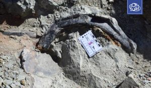 باحثون مغاربة يكتشفون بقايا ديناصور شبه كامل في شرق المغرب