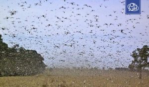تحذير أممي للجزائر: أسراب الجراد الصحراوي تتجه نحو تندوف وأدرار والمغرب مصدر رئيسي للتكاثر