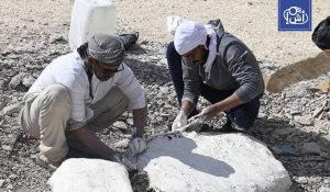 مصر.. توثيق أول سلحفاة بحرية عملاقة تعود للعصر الكريتاسي