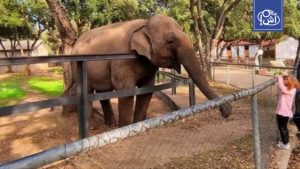 وفاة الفيلة “ميرة” تثير غضباً شعبياً بالجزائر ومطالبات بفتح تحقيق