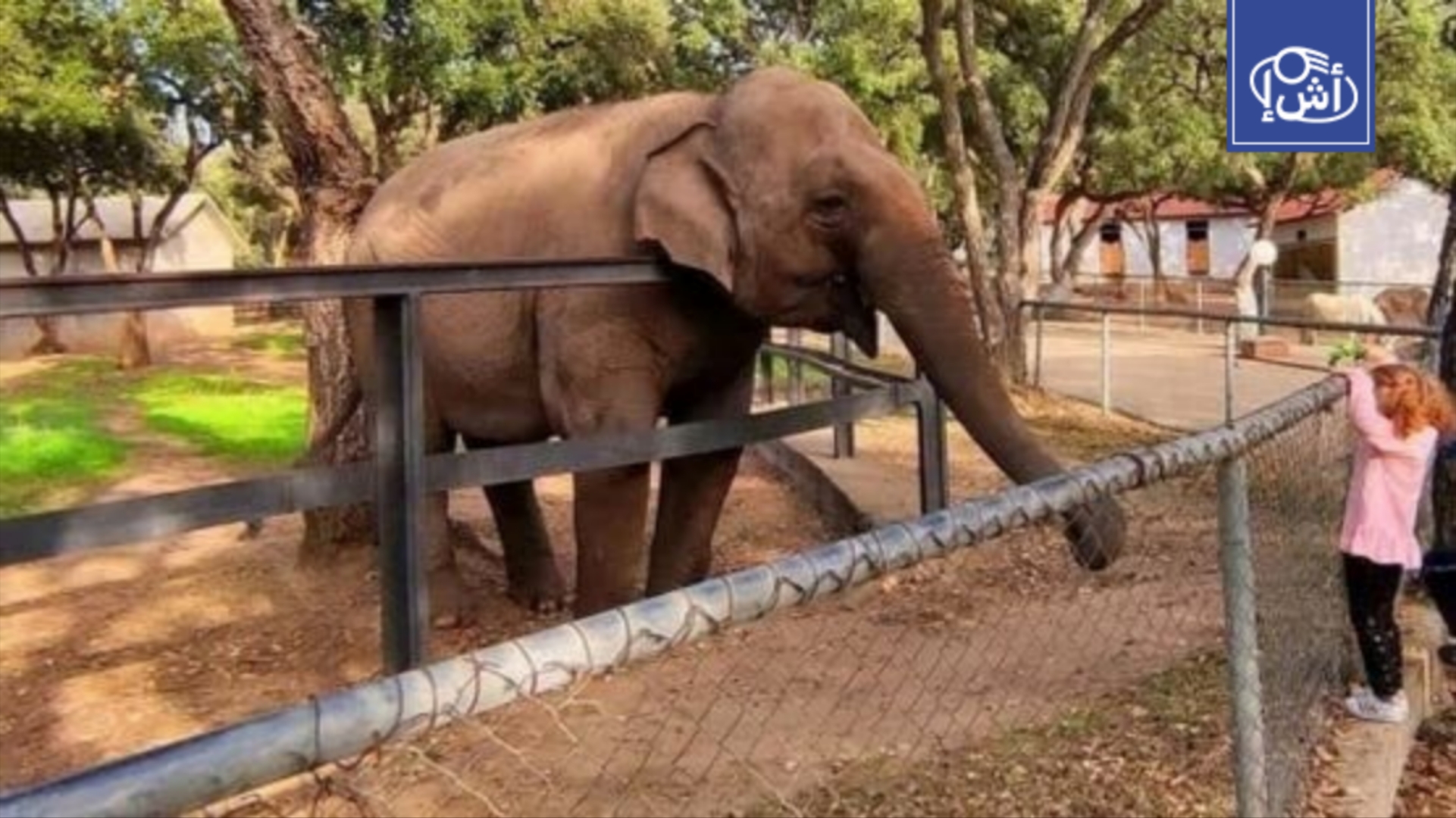 وفاة الفيلة “ميرة” تثير غضباً شعبياً بالجزائر ومطالبات بفتح تحقيق