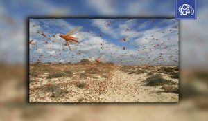 الجزائر تطلق خطة عاجلة لمواجهة تهديد غزو الجراد الصحراوي