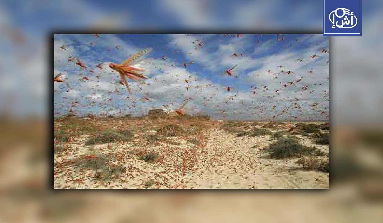 الجزائر تطلق خطة عاجلة لمواجهة تهديد غزو الجراد الصحراوي