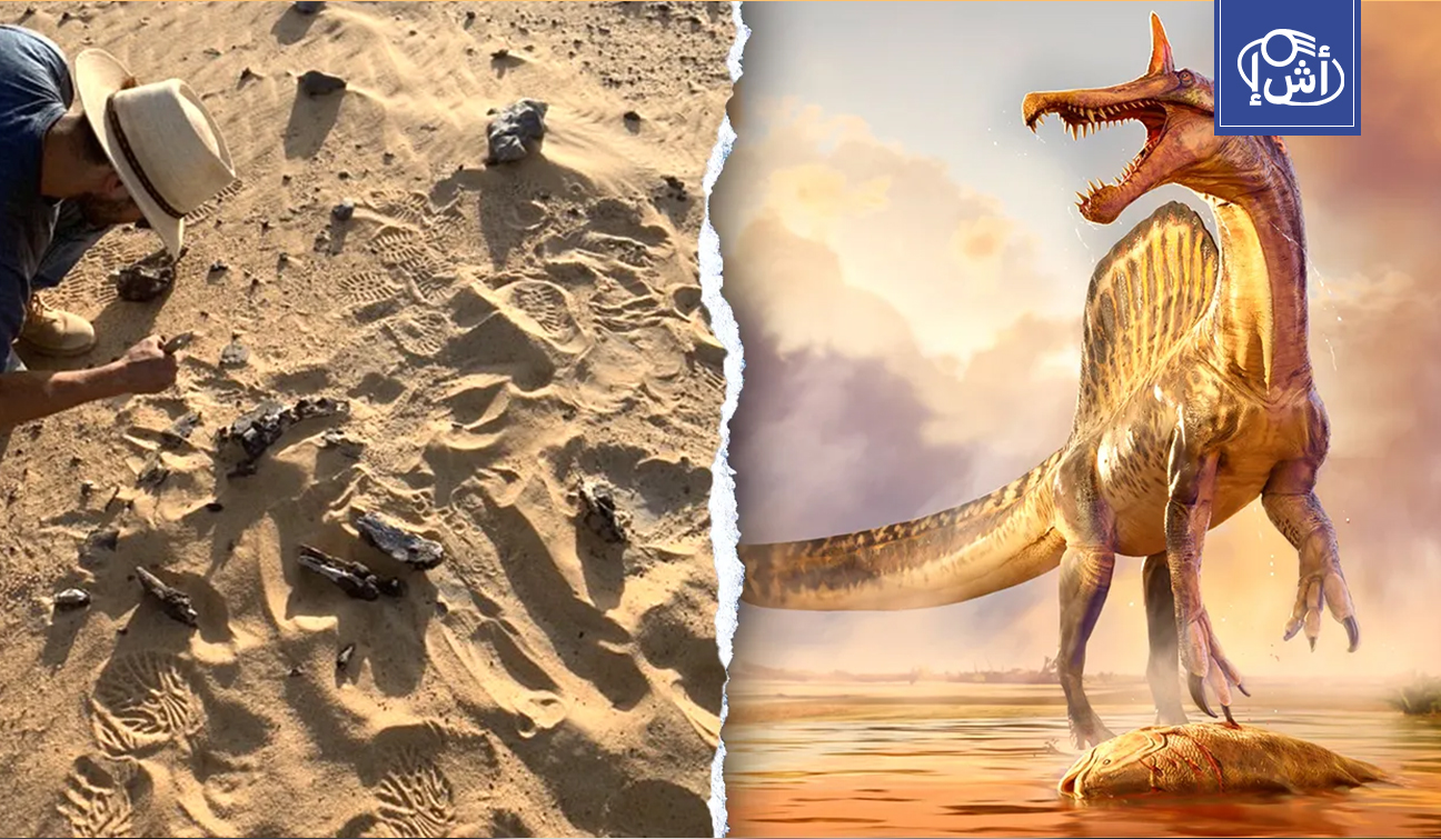 اكتشاف نوع جديد من الديناصورات في النيجر